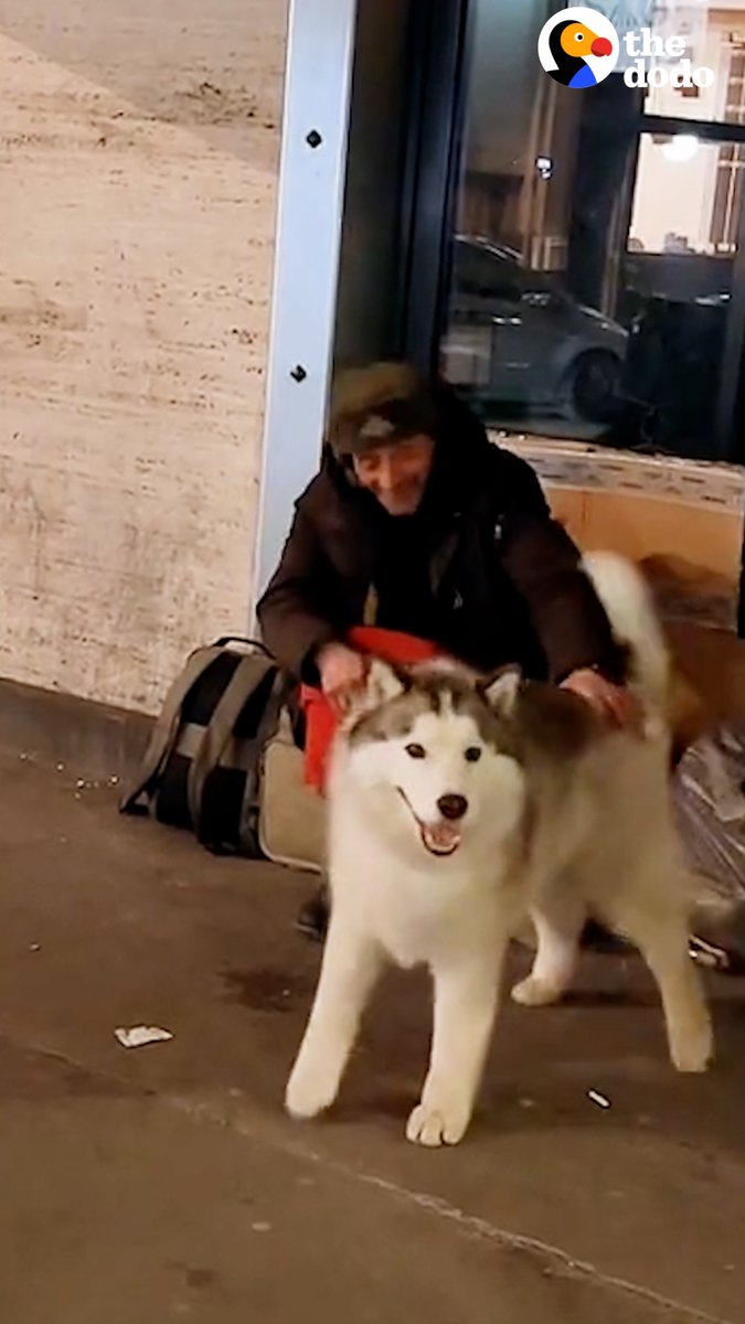Sensitive husky always spots people on the street who need help and makes his dad stop for them ❤️