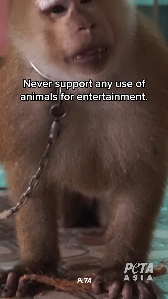 Ning Nong has spent YEARS with a chain around his neck, confined to a tiny metal cage when he’s not forced to perform demeaning & unnatural tricks for tourists. This cruel cycle will continue as long as tourists pay for interactions with animals. NEVER visit roadside zoos.