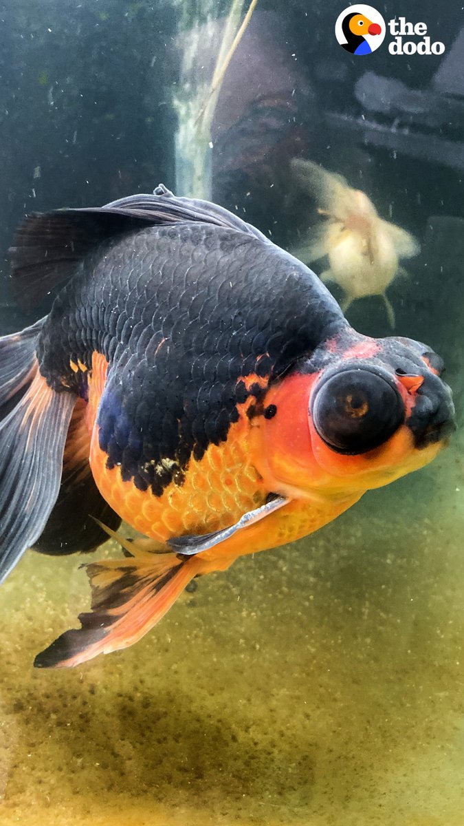Woman adopts a sick 10-year-old goldfish and he changes color completely when he's feeling better 💛