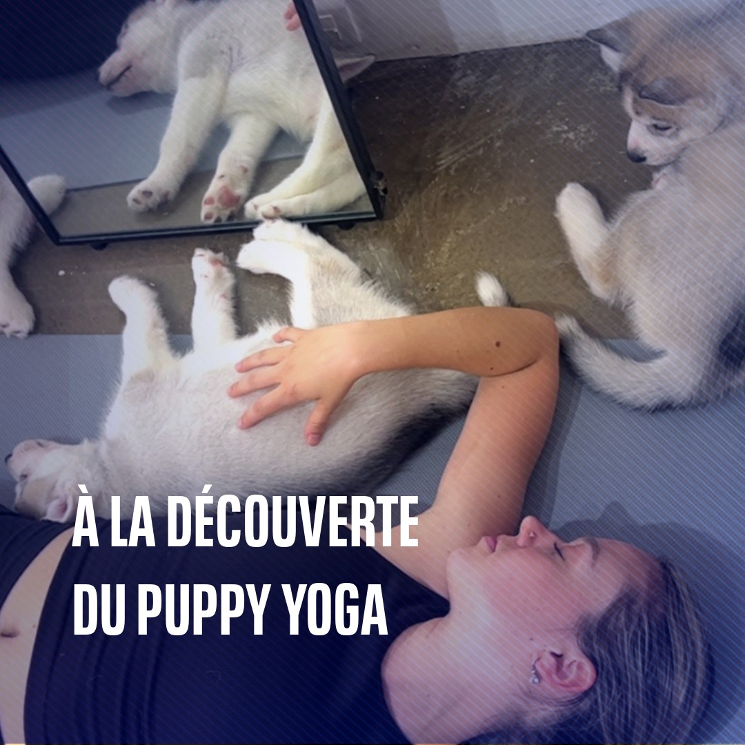 🐶 Le Puppy Yoga s’installe à Paris 👉 Au programme: 20min de yoga et 40 min de jeux et de câlins avec les chiots