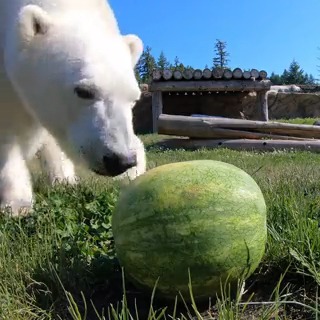 Beary good watermelon