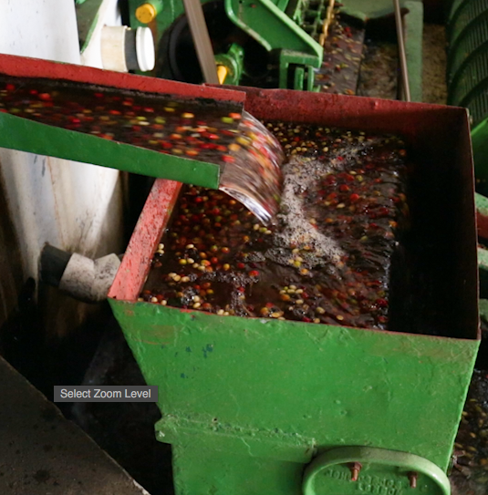 Why coffee could go extinct in 10 years