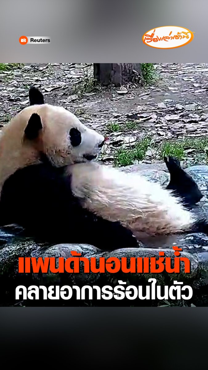 แพนด้านอนแช่น้ำในอ่างน้ำหิน ตีขาเล่นในน้ำอย่างสบายใจ ไม่ยอมเคลื่อนไหวไปไหน เนื่องด้วยหลายพื้นที่ในประเทศจีนเผชิญกับอากาศร้อนจัด #เรื่องเล่าเช้านี้ #ข่าวช่อง3 #ข่าวต่างประเทศ
