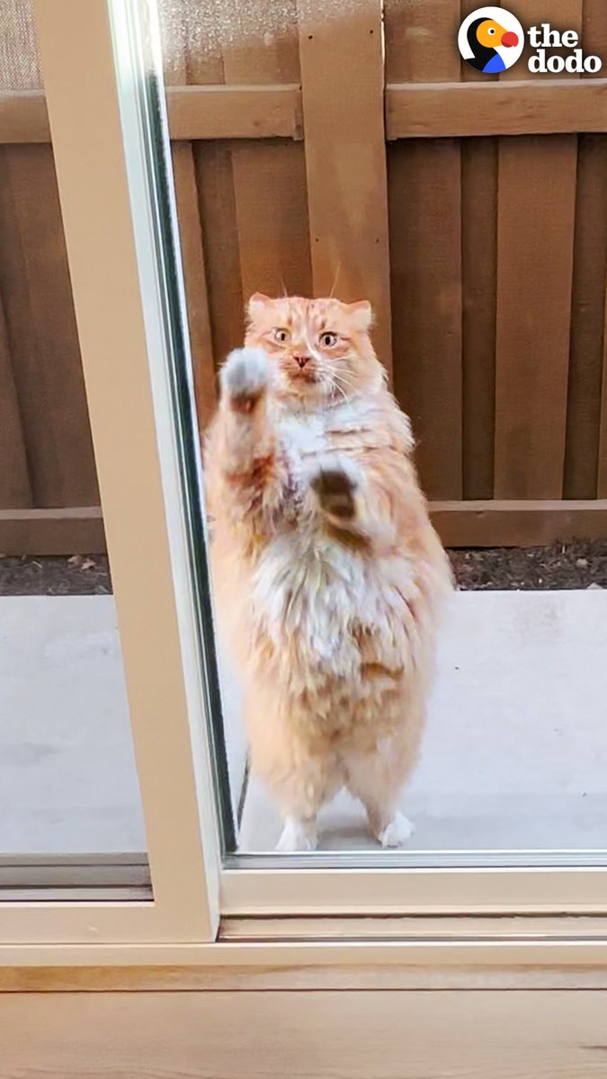 Neighbor's cat figures out he gets attention when he sets off this woman's Ring camera — so he does it 20 times a day ❤️