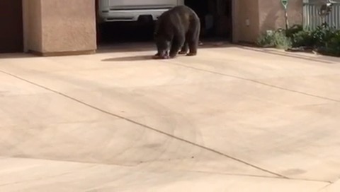 Please keep garage doors and windows closed and locked at night and when you’re not home. Don’t leave your garage door open when you’re not outside or you might bear witness to this 🐻 Video from Colorado Parks and Wildlife