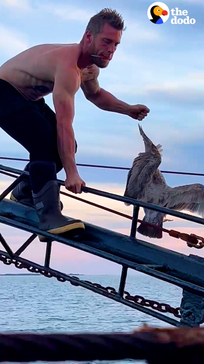 Guy at sea climbs a plank to save a hurt seagull ๐
