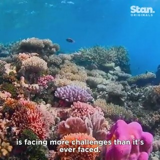To celebrate World Environment Day, dive into the mesmerising world of coral reefs with The Stan Original Documentary Revealed: Reefshot, now streaming, only on Stan. #ReefshotOnStan #StanOriginals Citizens of the Great Barrier Reef