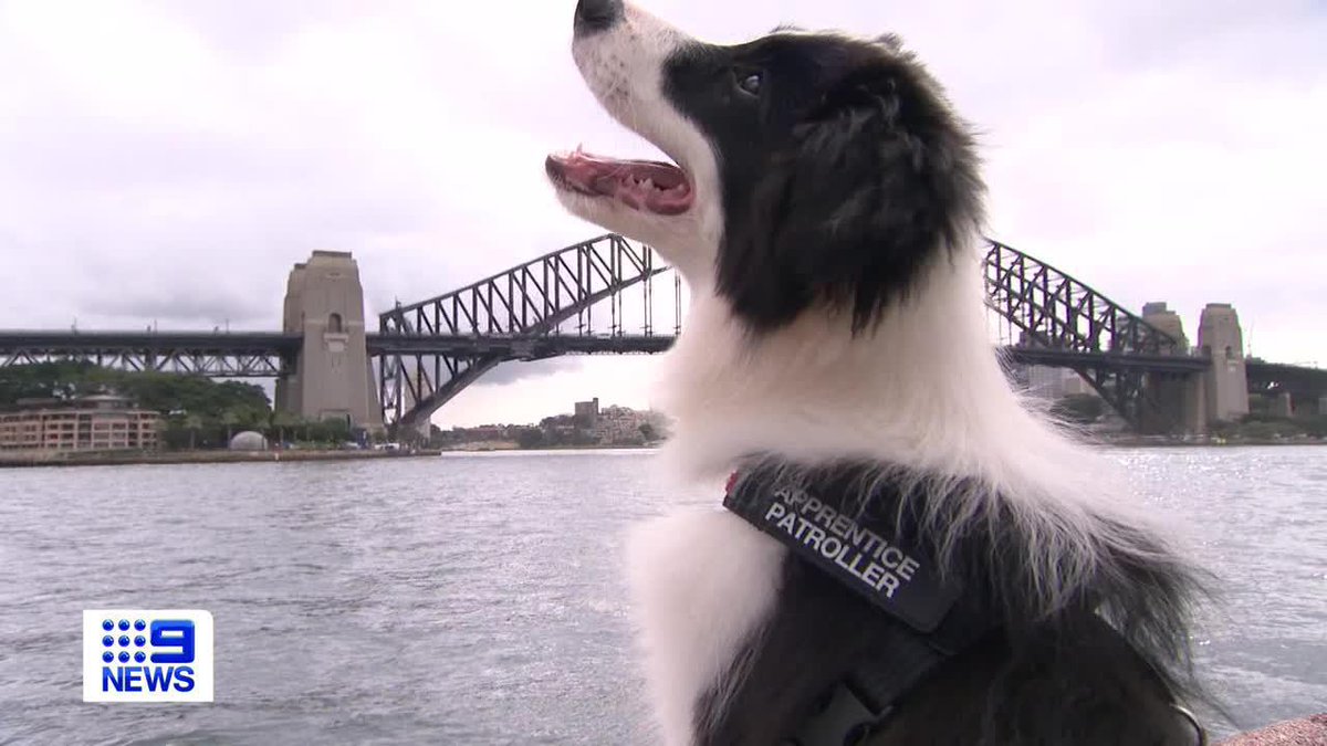 As well as having the best harbour in the world, Sydney also offers world class dining by the water. But depending where you eat, dinner for two can become dinner for 22 - unless you have a dog named Sidney on your side. Mike Dalton #9News