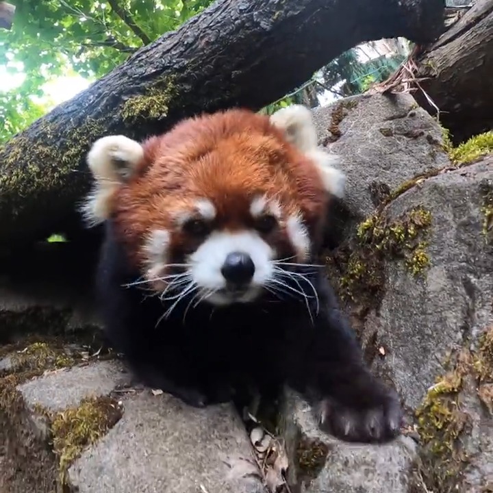 Moshu went on a snaxpedition