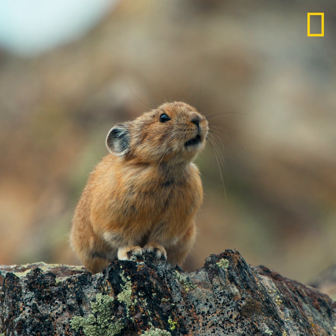 One animal's pile of rubble is another's prime real estate. The new season of #AmericasNationalParks premieres tonight at 9/8c on National Geographic. Stream on Disney+ and Hulu.