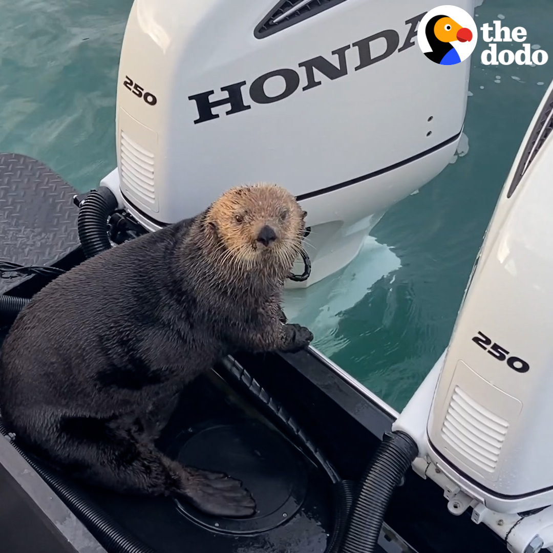 Guy lets an otter climb up into his boat so she can escape a hungry orca 💙