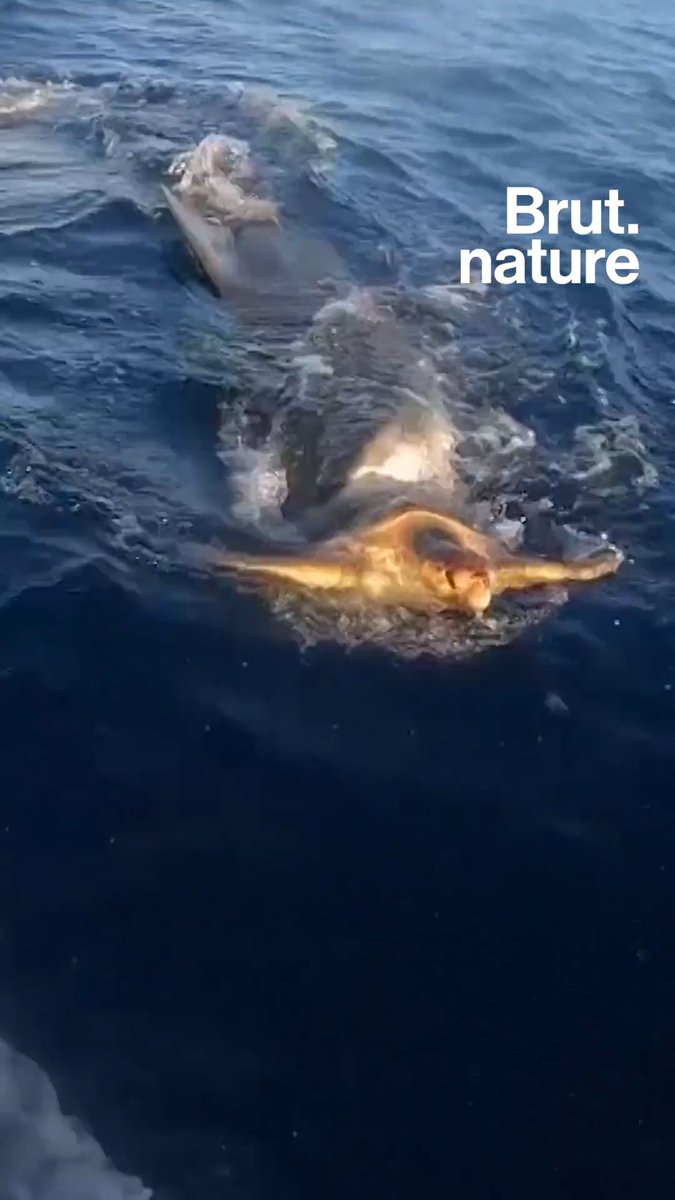 Un requin qui sauve une tortue, vraiment ? 🧐 Voici ce qui se cache derrière cette vidéo vue des millions de fois…