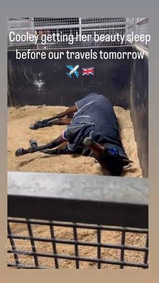Coolangatta had a big snooze ahead of her departure to the UK today! Go well girl! 😎 Do us proud on the world stage... Anna Weatherlake Ciaron Maher Racing