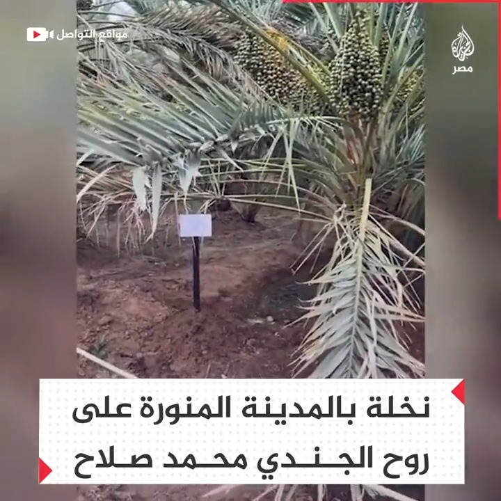 غرس نخلة بالمدينة المنورة صدقة جارية على روح المجند #محمد_صلاح منفذ عملية معبر العوجا
