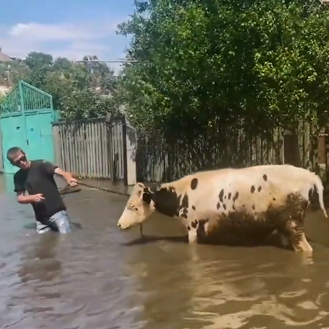 Dogs in pet carriers barked. People spilled out of rubber boats, exhausted, carrying at most a purse or a backpack. Flooding caused by the destruction of Ukraine's Kakhovka dam on Tuesday forced thousands of residents near the Dnipro River to flee.