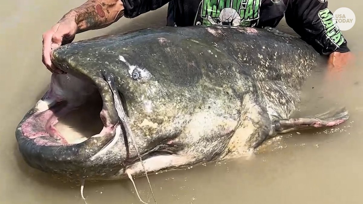 Whoa! That's a huge fish!