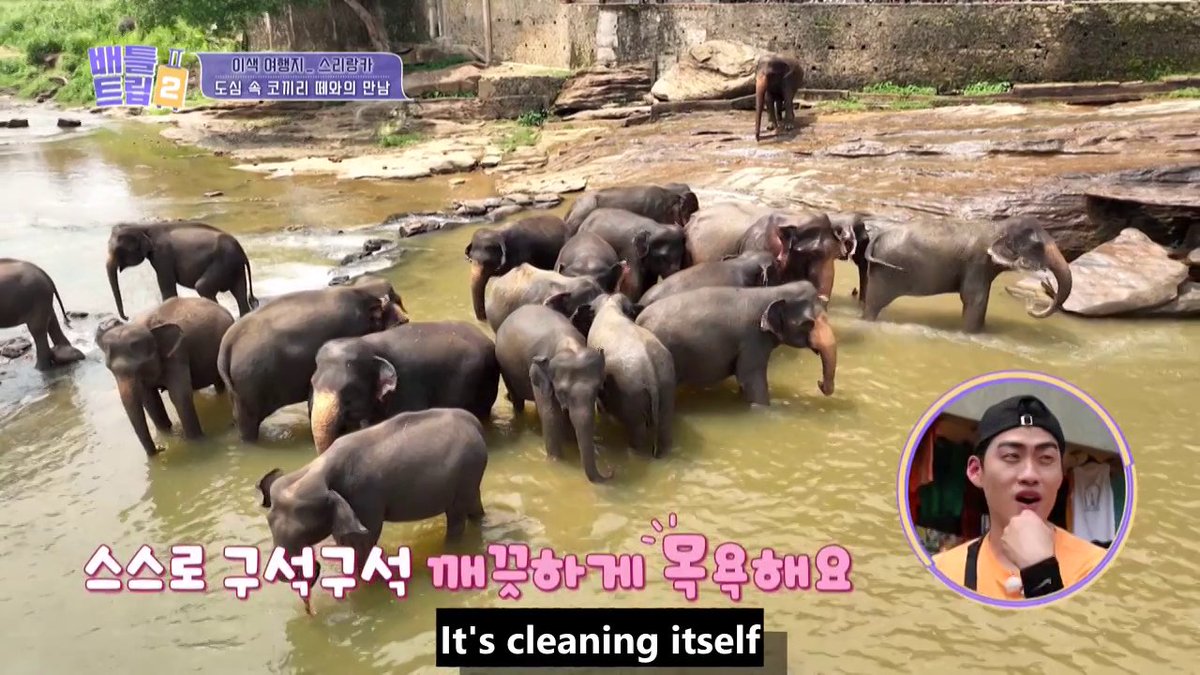 [Battle Trip 2] #KimWonHun #ChoJinse and #EomJiyoon looks at a group of elephants in awe during their trip to Sri Lanka! 🐘🐘 For more videos on Battle Trip 2, head to our YouTube channel! #BattleTrip2 #SriLanka #KBSWORLDTV KBS 230513 방송