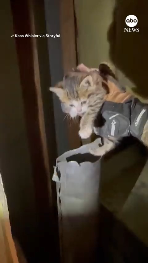 “I think we have to keep him.” A Pennsylvania family pulled their home apart to rescue a young kitten that somehow got trapped inside a pipe in a fireplace vent.