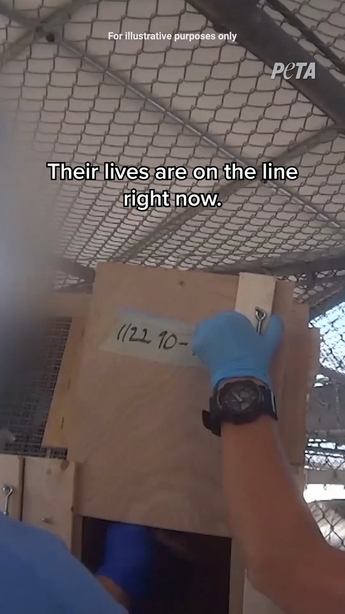 The fate of 1,000 monkeys is in the feds’ hands. Help ensure they experience life in a peaceful sanctuary, not torture in useless experiments 👉
