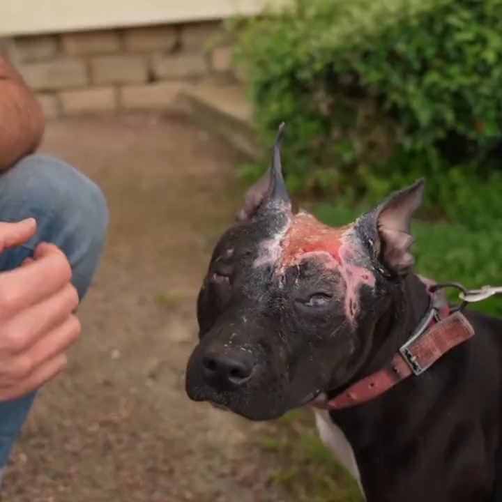 🔴 Retrouvée abandonnée et terriblement mutilée, cette chienne a pu être sauvée grâce à la mobilisation des habitants qui ont fait appel à la Fondation Assistance aux Animaux. 📺 Le replay "Les anges gardiens des animaux" :