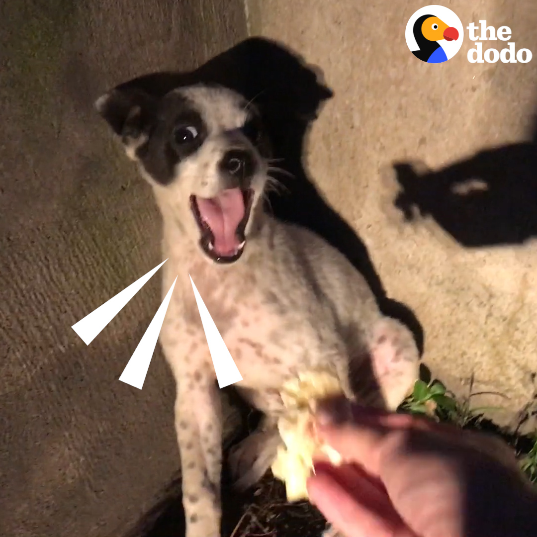 Puppy wouldn't stop crying until this woman shared her lasagna ❤️