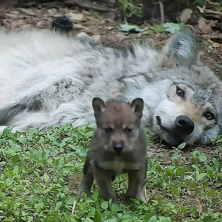 Your moment of calm and caring 🐺