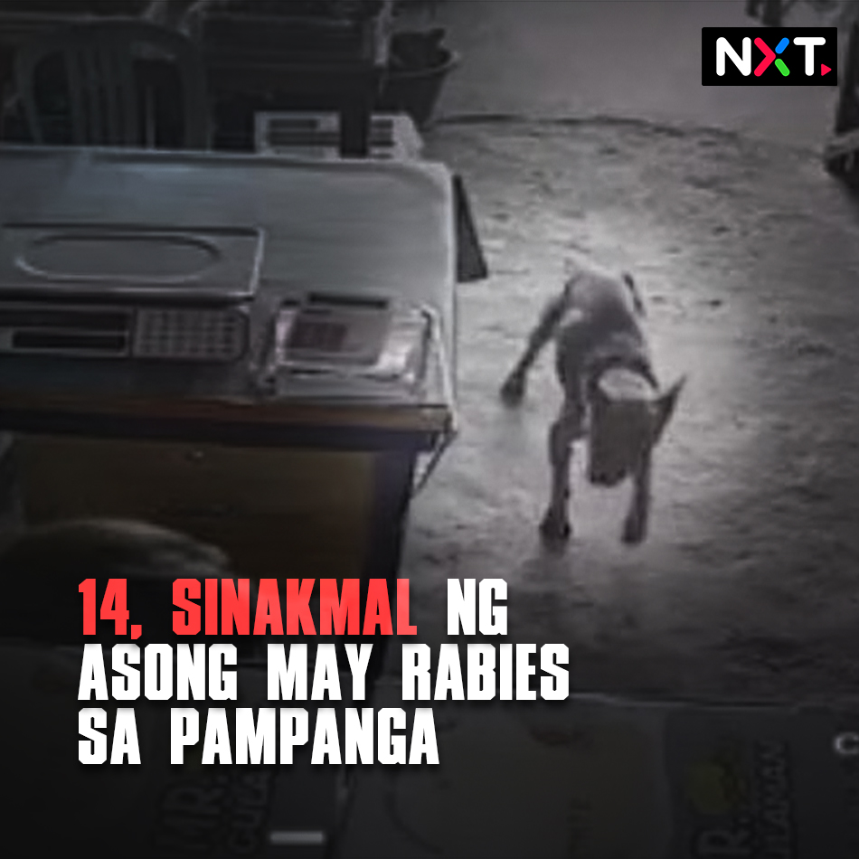 14 na residente ng isang barangay sa San Fernando City, Pampanga ang sinakmal ng aso na may rabies. Naturukan na ng anti-rabies post-exposure vaccine ang mga biktima, habang nasawi naman ang aso habang hinuhuli ito. #NXT BASAHIN ang kaugnay na ulat: