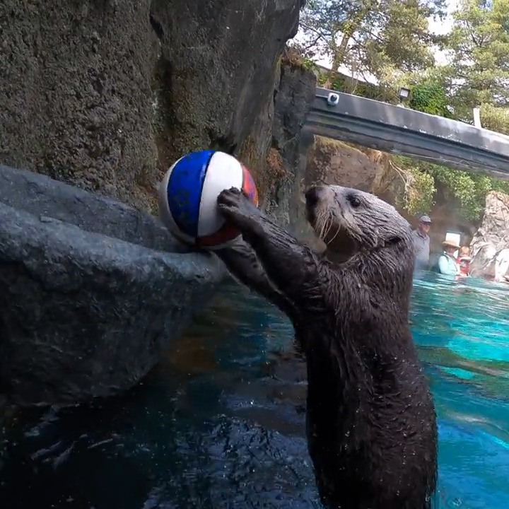 Clam dunk! Rescued sea otter (and ottermatic all-star) Juno plays basketball to stay in shape.