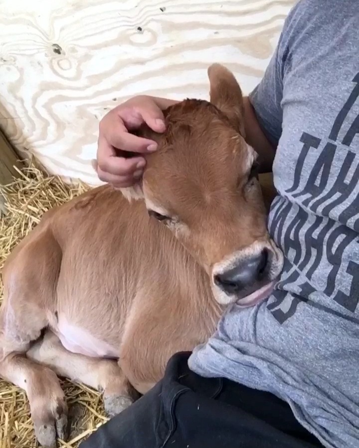 Cows are just big puppies who deserve love &amp; cuddles too 💕 #NationalLovingDay 🎥 Luvin Arms Animal Sanctuary