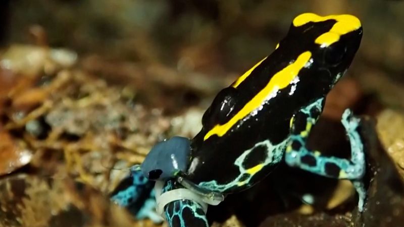 These tiny toxic frogs are wearing 'pants.' Here's why