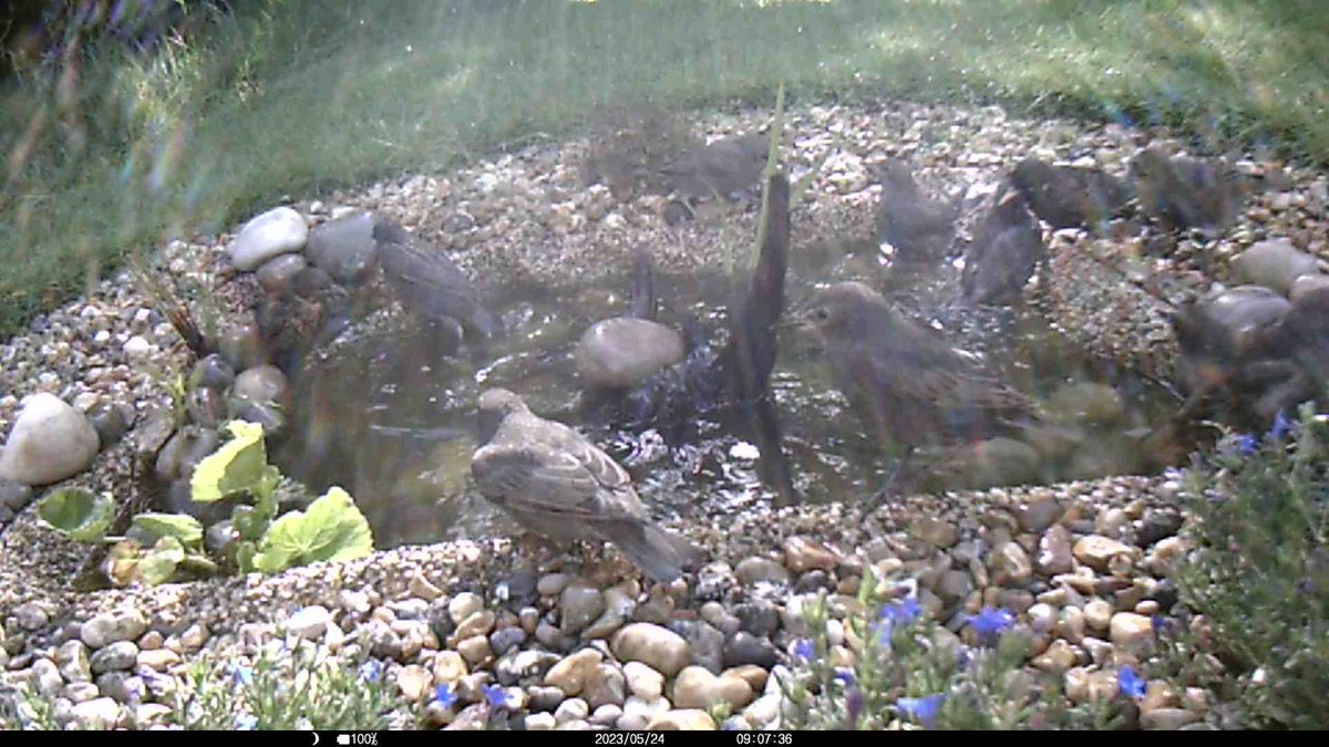 You know that drawer/cupboard in the kitchen where all the oven trays and pans you never use live? Get them out, fill them with water and place them round the garden, front and back, under shade and cover, and in the sun. And please refresh them at dusk for the nocturnal animals.