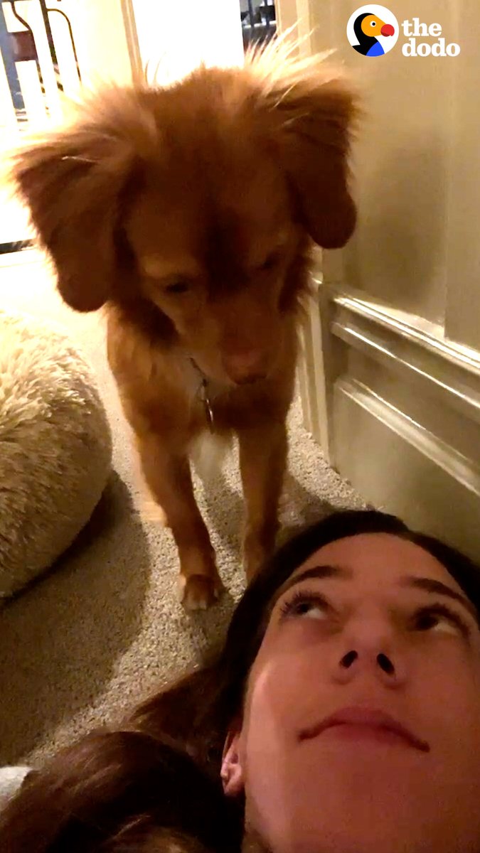 The moment this scared rescue dog first wags his tail at his mom 💙