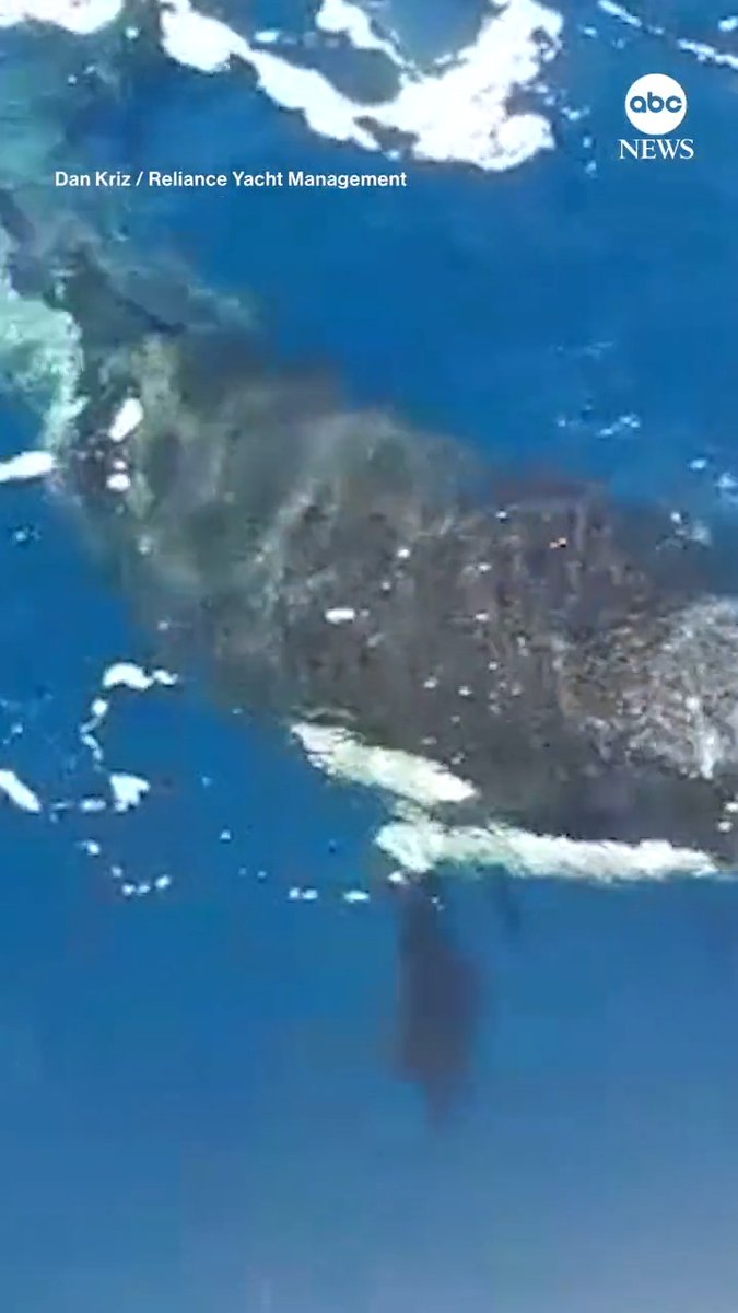 ORCA ATTACK: A killer whale is filmed ripping the rudder blade off of a boat sailing off the coast of Gibraltar, the latest in a series of incidents that have seen the predators targeting ocean vessels.