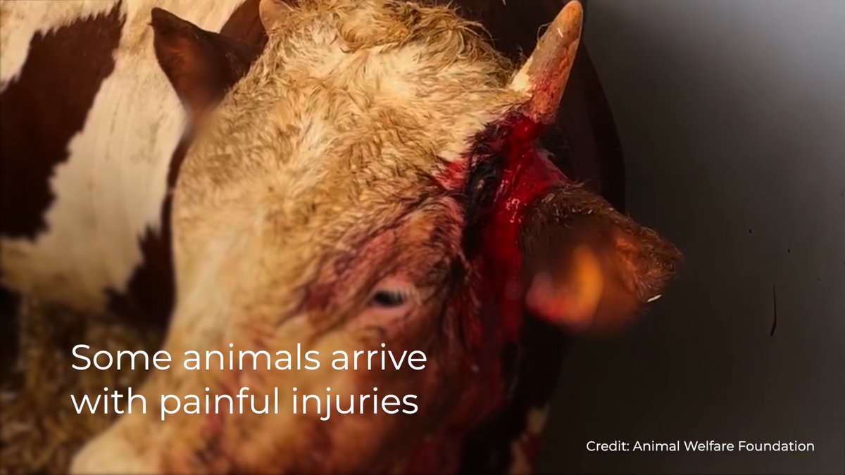Today's #BanLiveExports International Awareness Day is also seeing a big push in the EU. A group of Ministers are eager to block a ban that would protect farmed animals from horrific long journeys. Wherever you are in the world, take action here: