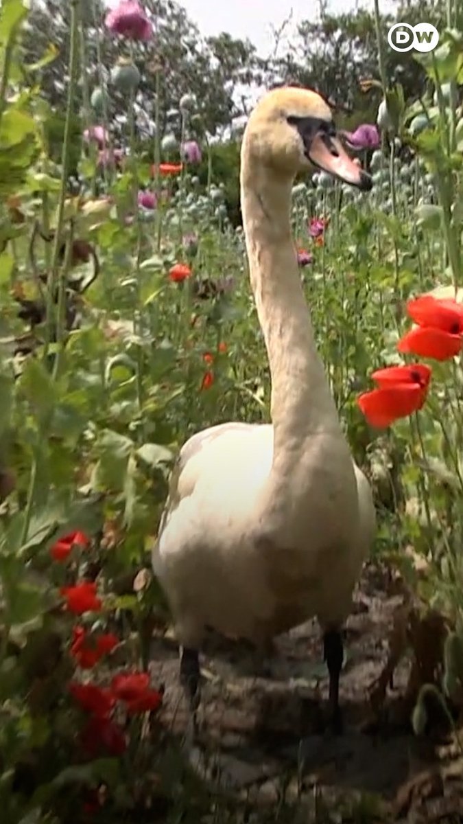 Swans in Slovakia found a poppy field and munched on the opium-producing plants to their hearts' content for months 🦢