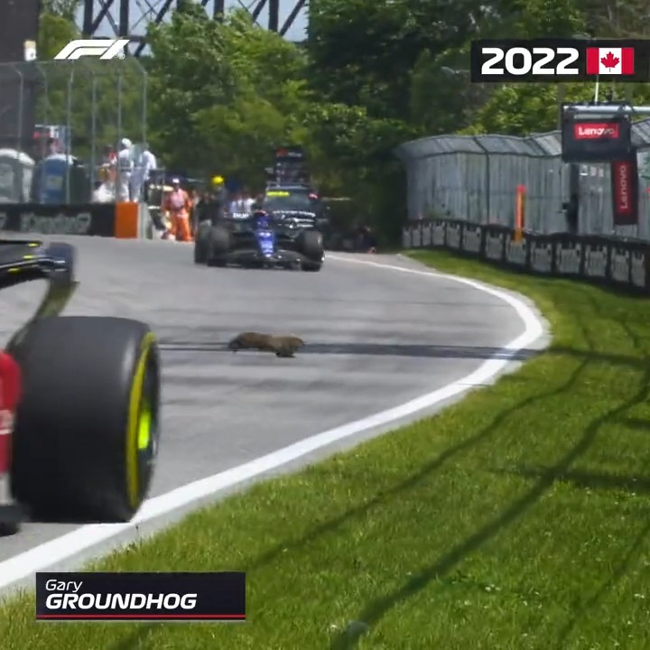 Gary the Groundhog makes a daring dash in Montreal! 🐾💨 #CanadianGP #F1