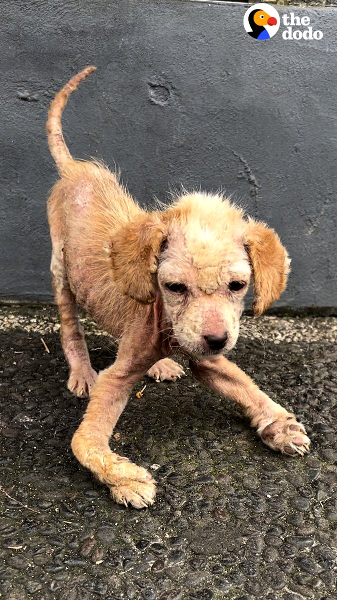This puppy’s transformation is so incredible — it’s like she ages in reverse 💙