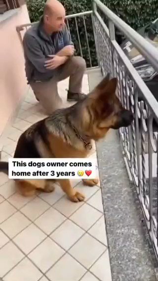 See dog's reaction seeing it's owner come home after three yrs. Niger Delta Happie Boys 𝗢𝗯𝗮𝘀𝗮𝗻𝗷𝗼 GOILD in the UK IREV Tompolo Cyril Stober OPM Pastor Funke Akindele Ninalowo Femi Adesina Mahmood Ijeoma MC Oluomo Biggest Bird Aso Rock Kelvin Hart Agbor #BattleOnBukaStreet