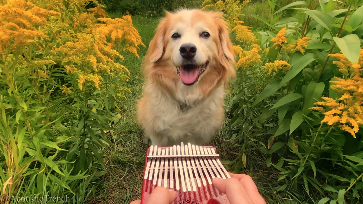 Here Comes The Sun ☀️ Remembering Maple today as it has been two years since we had to say goodbye. She was the best friend anyone could ever have, and I feel very lucky to have had her in my life. I love you and I miss you Maple ❤️
