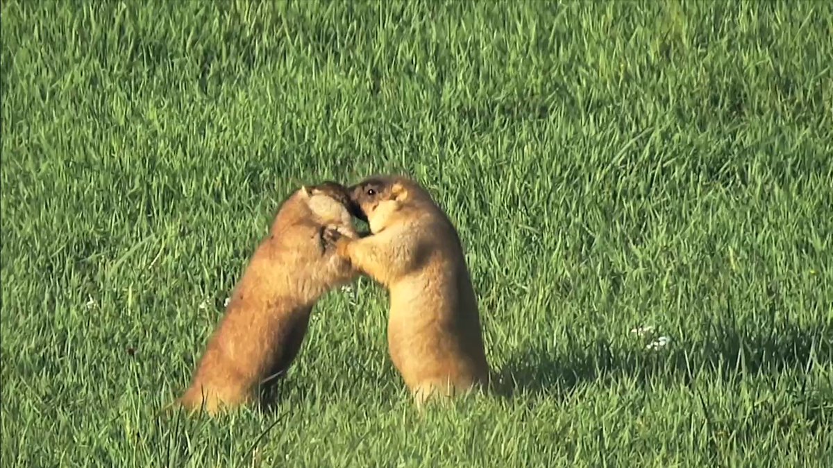 Ted Kravitz and Groundhogs, the crossover we never knew we needed 😅