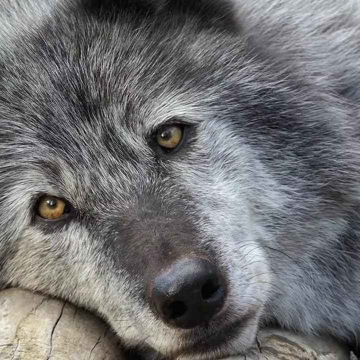 Beauty. Not beast 🐺