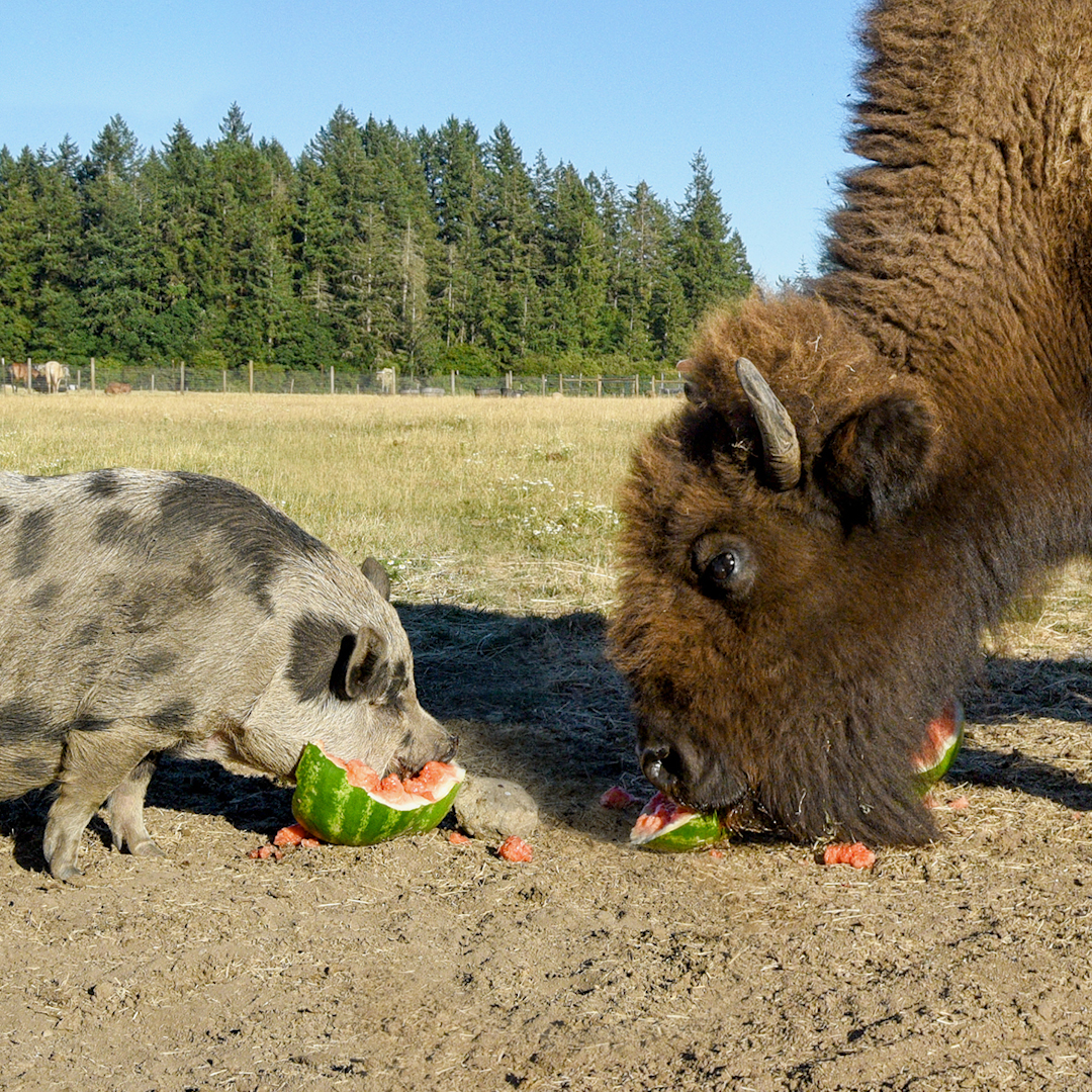 Helen the buffalo is blind, and her pig best friend Uma sleeps next to her and protects her from the other animals ❤️️ Lighthouse Farm