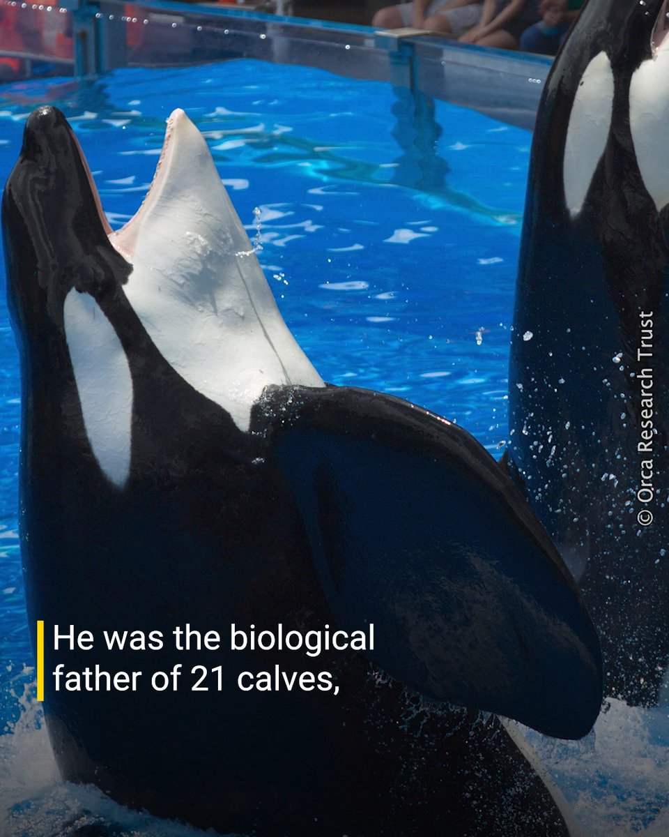 To #SeaWorld, Tilikum was never seen as an individual. He was a money-making machine, forced to perform for audiences and used for breeding. This #FathersDay, remember Tilikum.