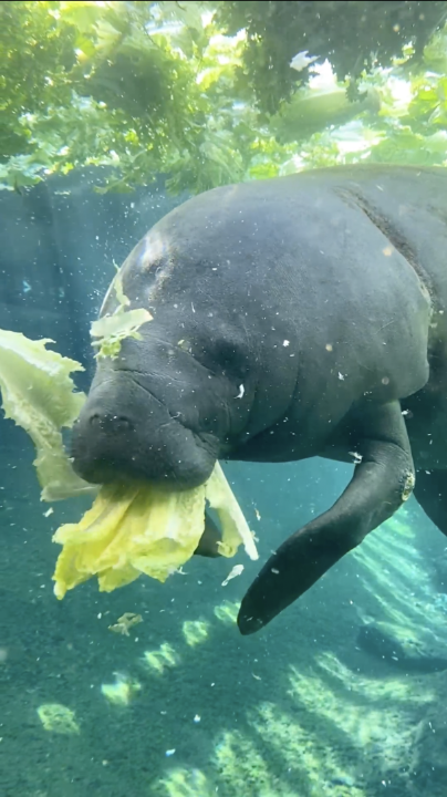 Manatees—often called sea cows—are “charismatic” wild animals that hold humans in their thrall. Neither predator nor prey, these peaceable creatures can grow to 13 feet and weigh more than 2,000 pounds Video by Gena Steffens and Jason Gulley