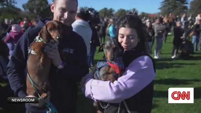 Nearly 1,400 dachshunds (and their owners) showed up in Australia to set a new record for the largest dog walk by a single breed