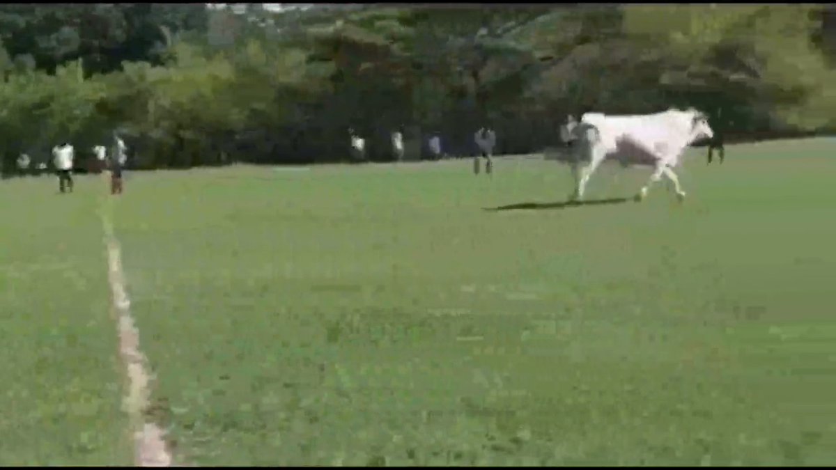 Cosas que pasan en Costa Rica.🇨🇷😅 En medio de un partido en la Plaza de Las Vueltas de La Cruz, Guanacaste un toro apareció y convirtió al fútbol en corrida.🐂 Via NoticieroTilaran / Tiktok
