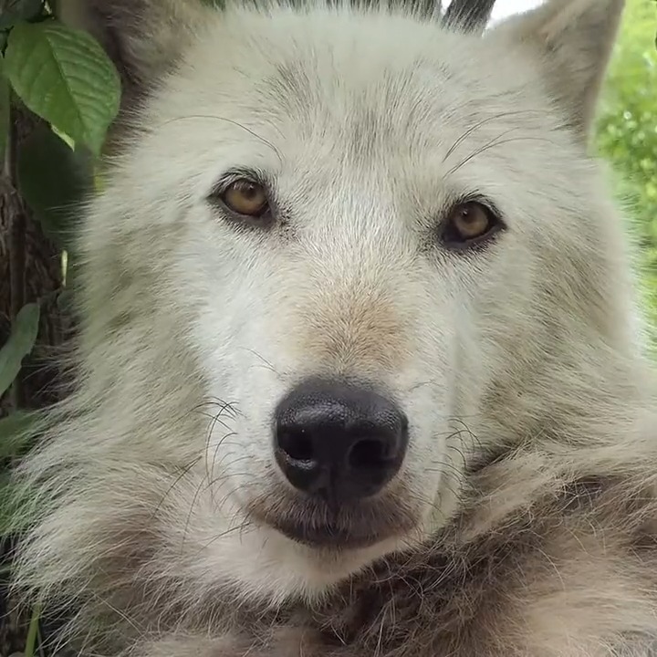Alawa is beautiful. Wolves are beautiful🐺 #RelistWolves