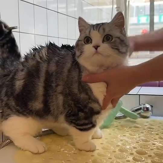 The death-defying art of bathing a cat #meowed #TheMeowedClub From 小程的洗狗日記 | DY
