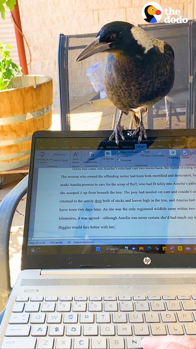 Wild magpie flies into this woman's house every day to help her with her writing ❤️