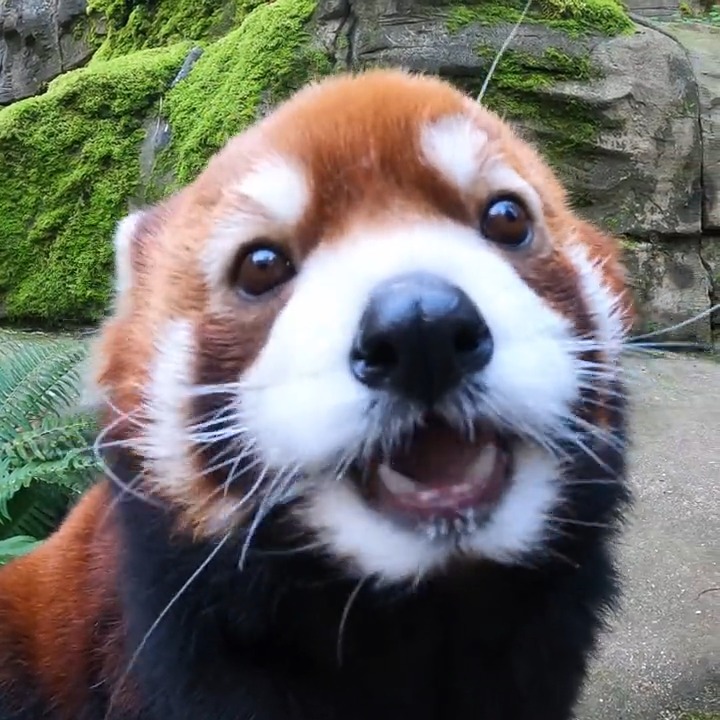 Happy birthday, Moshu! Sir Snacksalot turned 12 today!